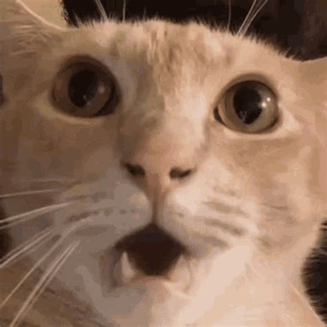 shocked cat gif